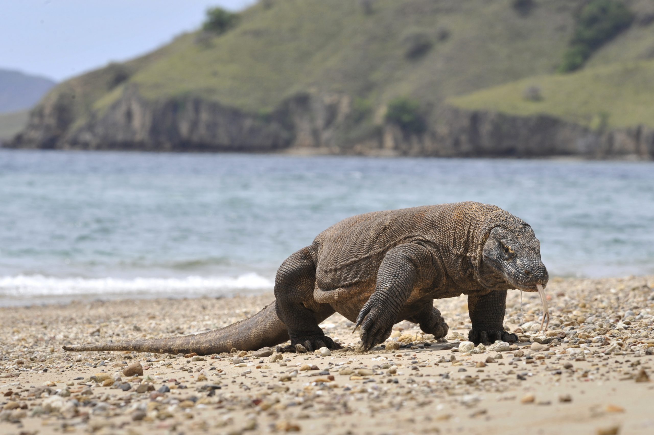 The Komodo Dragon: The Largest Living Lizard on Earth! - Involvement